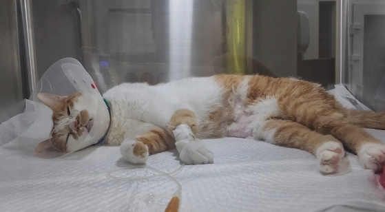 A cat hospitalized in an animal hospital after showing similar symptoms of cats that recently died. [LIFE]