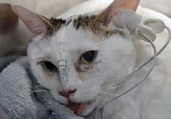 A cat that died after suffering from an acute neuromuscular disease. [LIFE]