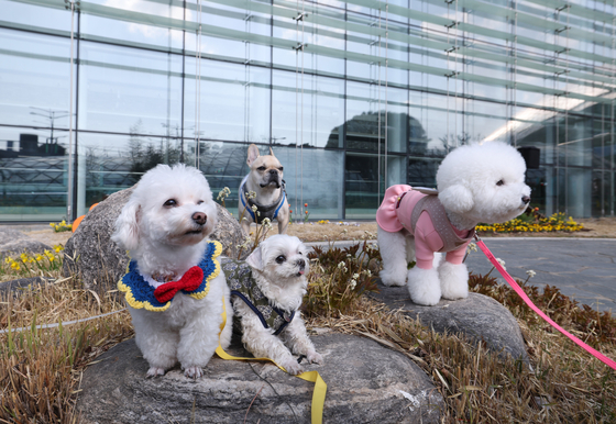 Pet dogs enjoy a new pet-friendly facility at Terminal 1 in Incheon International Airport on March 21. Pet-friendly facilities have been increasing rapidly in recent years. [NEWS1]