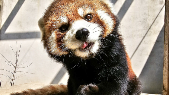 The red panda Lea, affectionately nicknamed ″Princess Lea,″ is shown at Panda World in Everland in Yongin, Gyeonggi, on March 12. [EVERLAND]