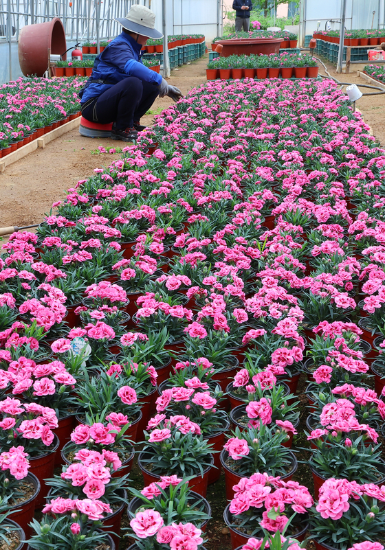 Employees from the Environmental Corporation of Incheon cultivate carnations using heat generated from garbage incineration on Tuesday. [YONHAP]