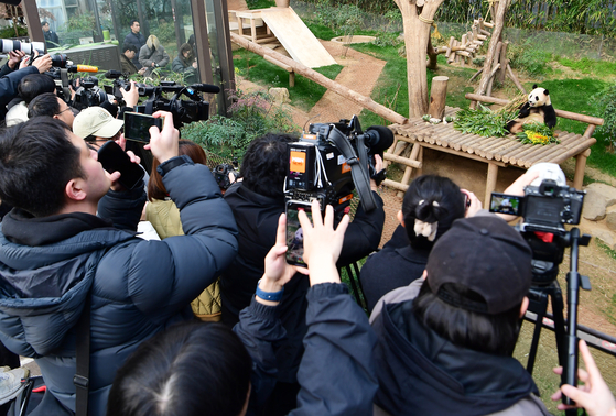 Reporters and the public take photos of Fu Bao on the last day she was shown to the public at Everland in Yongin, Gyeonggi on March 3. [JOINT PRESS CORPS]