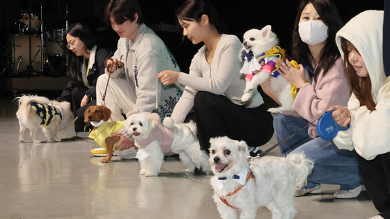 Pet dogs attend a university entrance ceremony at Tongmyong University in Busan on Feb. 2. The university opened a pet-focused college last March. [SONG BONG-GEUN]