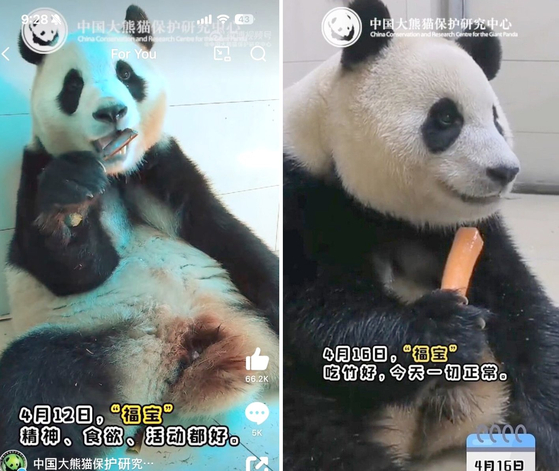 Footage of Fu Bao eating a bamboo shoot and carrot, posted by the China Conservation and Research Center for Giant Panda on Chinese social media platform Weibo on April 17. [SCREEN CAPTURE]