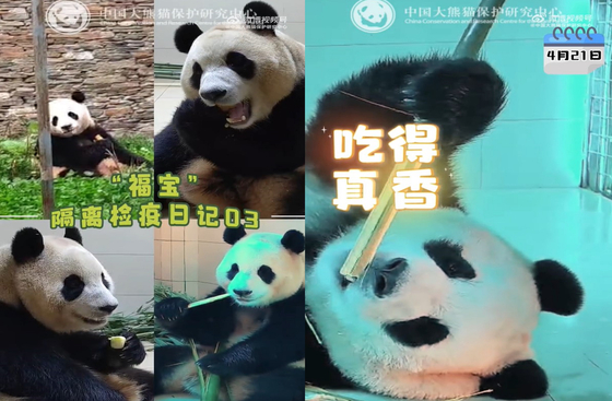 Footage of Fu Bao eating her food, posted by the China Conservation and Research Center for Giant Panda on Chinese social media platform Weibo on Wednesday. [SCREEN CAPTURE]