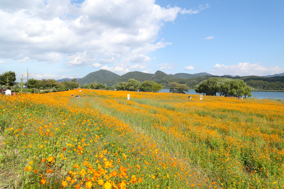 Water Garden in Namyangju, Gyeonggi is home to wildflowers that change colors every season. [JOONGANG ILBO]