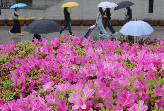 Spring rain cools down the early summer-like weather in Busan on Monday as people walk by azaleas in full bloom while holding their umbrellas. [SONG BONG-GEUN]
