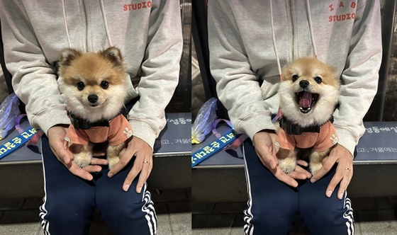 Three-year-old Pomeranian, Hodu, sits on her owner's lap while patrolling in Seongdong District, eastern Seoul. [SCREEN CAPTURE]