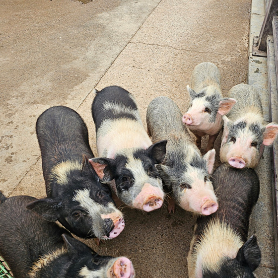 Feeding livestock animals is one of the highlights at Anseong Farmland. [ANSEONG FARMLAND]