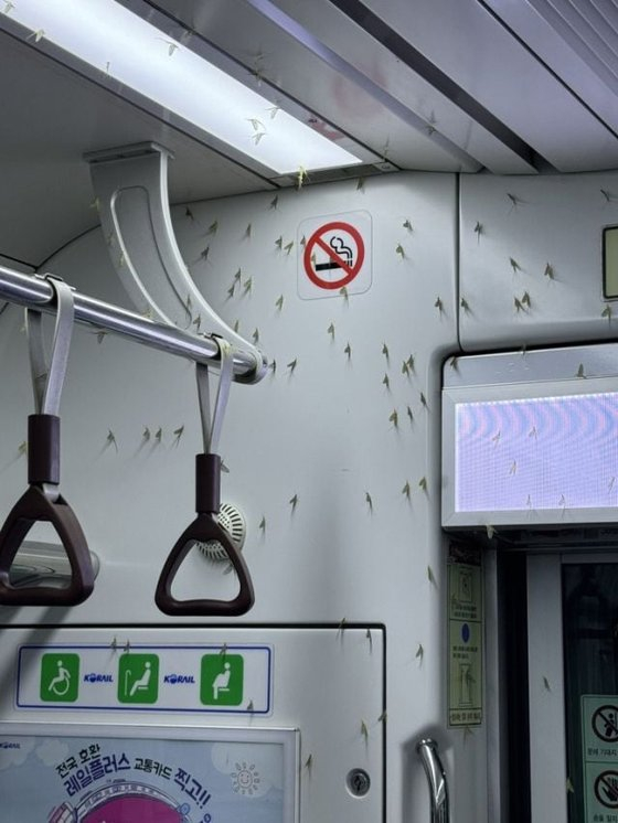 A photo of oriental mayflies in a subway train along the Gyeongui-Jungang Line was shared on X, formerly known as Twitter, on Saturday. [SCREEN CAPTURE]