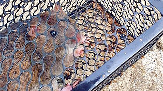 A brown rat is trapped inside a trap on the Dokdo islets. [CHO YOUNG-SEOK]