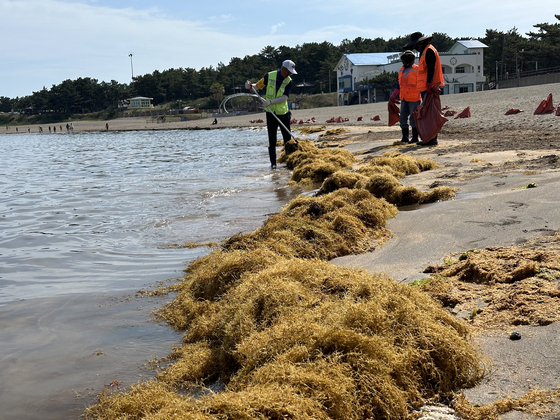 Sargassum horneri gathers on the sand at Iho Tewoo Beach in Jeju Island on Monday. [CHOI CHOONG-IL]