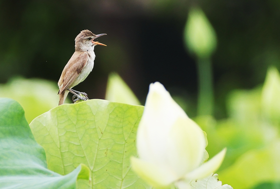 The Suwon Tap-dong Citizen's Farm houses ponds that bloom with lotuses in the middle of summer. Pictured is a great reed warbler at a pond in July 2023. [YONHAP]