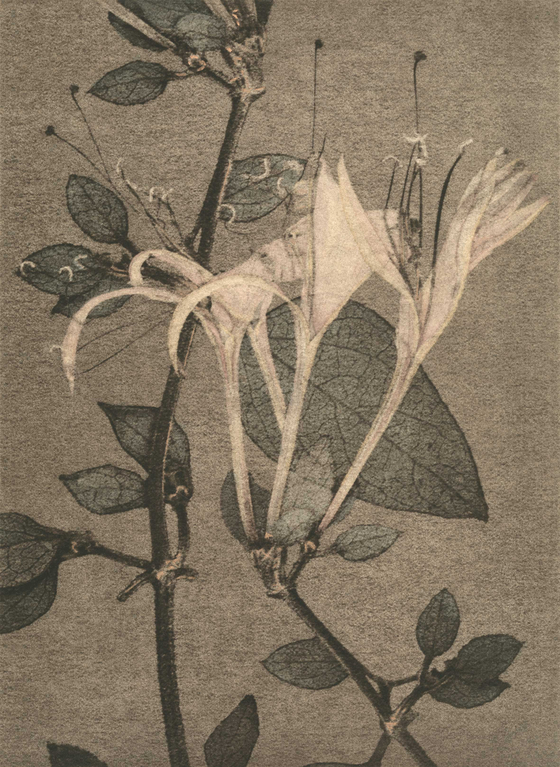 ″A Garden for Eugene D._Honeysuckle″ by Flore, printed with photogravure [SUNGKOK ART MUSEUM]