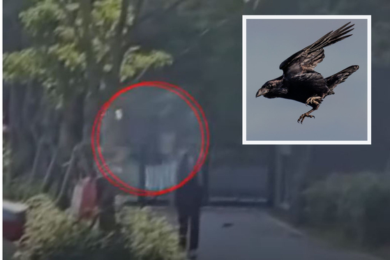 Main: A crow suddenly flies down and pecks the head of a child who is walking around an apartment complex in Changwon, South Gyeongsang. Inset: A stock image of a crow swooping [SCREEN CAPTURE/PIXABAY]