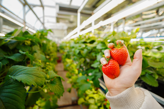 Winter strawberries, a primary crop cultivated using Dream Farm's smart farming technology [DREAM FARM]