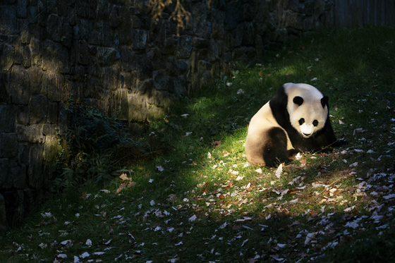 A giant panda at the Smithsonian National Zoo in Washington, Nov. 4, 2023. The Smithsonian’s National Zoo and Conservation Biology Institute announced on Wednesday, May 29, 2024, that two pandas, Bao Li and Qing Bao, will be flown over to the United States from China before the end of the year. [Erin Schaff/The New York Times]