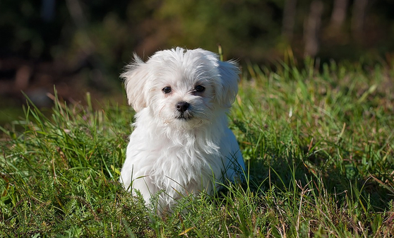 A photo of a Maltese dog. [JOONGANG ILBO]