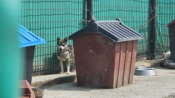 A dog at Sancheong Animal Shelter last month is panting in the hot weather, unable to reach the shade of its doghouse due to a short leash. This dog is not listed on the government-run national animal protection database system website. [JOONGANG ILBO] 