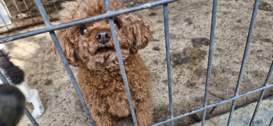 The poodle is listed on the government-run national animal protection database website as currently sheltered at Sancheong Animal Shelter. [NATIONAL ANIMAL PROTECTION DATABASE SYSTEM]
