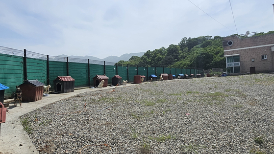 Dogs at Sancheong Animal Shelter last month are seen outside their doghouses, which are overheated due to the hot weather. They are tightly chained and panting in the heat. [JOONGANG ILBO]