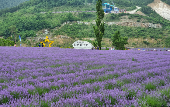 Visitors of Mureung Byeolyucheonji in Donghae, Gangwon, take in the view of the lavender field at the Mureung Byeolcheonji Lavender Festival. [JOONGANG ILBO] 