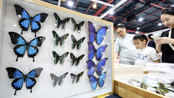 Kids observe insect specimens at the eighth Pet Insect Competition, which takes place at Setec, or the Seoul Trade Exhibition and Convection, in Gangnam District, southern Seoul, on Sunday. [NEWS1]