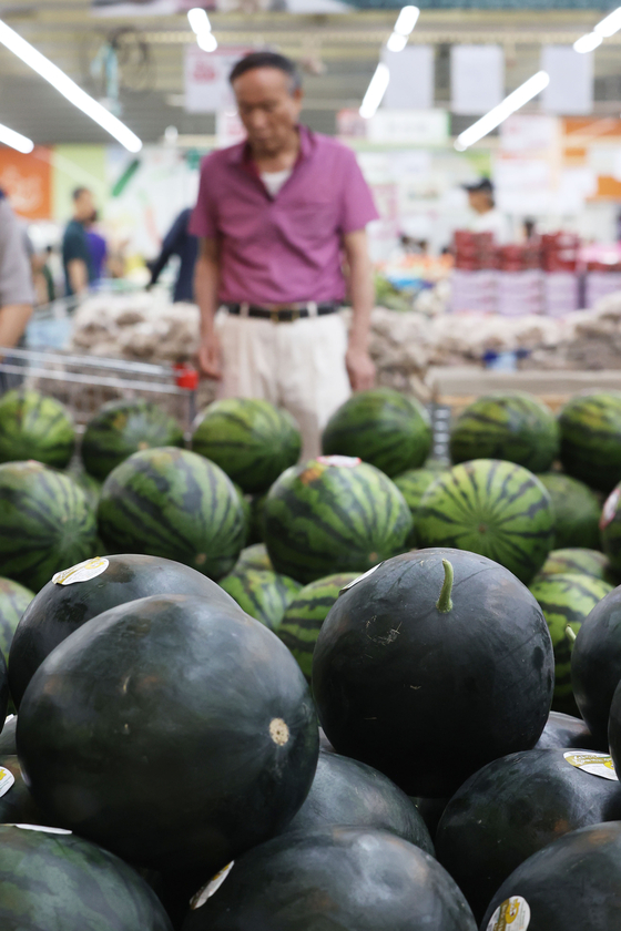 A man browses watermelons on display at a hypermarket in Seoul on Sunday. Demand for big watermelons that weigh over six kilograms (13 pounds) are constantly popular, while mini or pre-cut watermelons have begun to rise in popularity due to the increasing population of single households. [YONHAP]