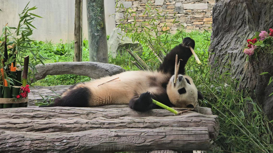 Fu Bao enjoys her bamboo while lying on a wooden bench in an outdoor enclosure at Wolong Shenshuping Panda Base in Sichuan Province in China on Wednesday. [LEE DO-SUNG]