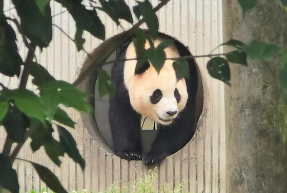 Fu Bao enters an outdoor enclosure for public viewing at Wolong Shenshuping Panda Base in Sichuan Province in China on Wednesday. [YONHAP]