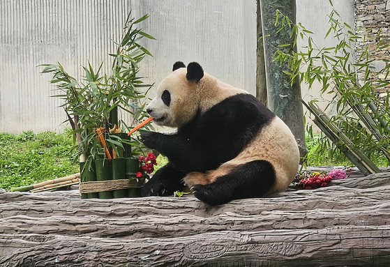 Fu Bao plays with a bamboo-made toy in an outdoor playing field at Wolong Shenshuping Panda Base in Sichuan, China on Wednesday, when she had her first public debut in China. [NEWS1]