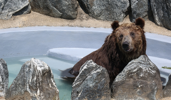 A brown bear cools off in a pond at an outdoor enclosure in Dalseong Park in Daegu on Wednesday. [YONHAP] 