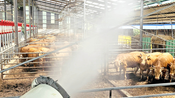 Cattle get doused with water to prevent heat exhaustion on Wednesday in Gwangju. [NEWS1]