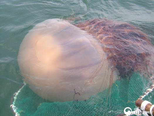 An image of Nomura’s jellyfish provided by the Ministry of Oceans and Fisheries [MINISTRY OF OCEANS AND FISHERIES]