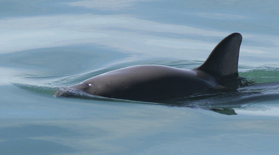 In an undated photo from the National Oceanic and Atmospheric Administration, a vaquita porpoise. Scientists and officials spent days at sea for an annual survey searching for vaquitas, shy porpoises threatened by fishing gear. They found the lowest result ever recorded. [Paula Olson/NOAA via The New York Times]