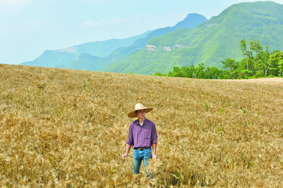 Menge Village's operator Park Sung-ho in his wheat field [JOONGANG ILBO]