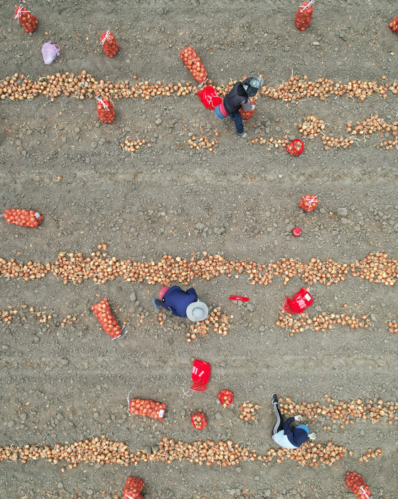 Farmers harvest onions at a farm in Hamyang, South Gyeongsang, in the midst of scorching summer heat on Wednesday. [NEWS1]