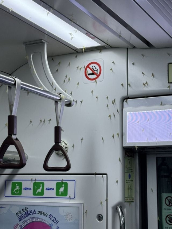 A photo of oriental mayflies in a subway train along the Gyeongui-Jungang Line was shared on X, formerly known as Twitter, last month. [SCREEN CAPTURE]