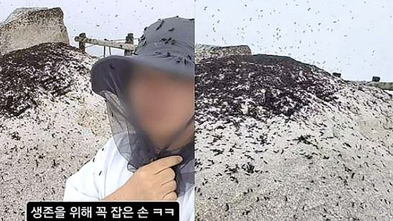 A climber captured a swarm of lovebugs at Buckhansan Mountain on May 30. [SCREEN CAPTURE] 