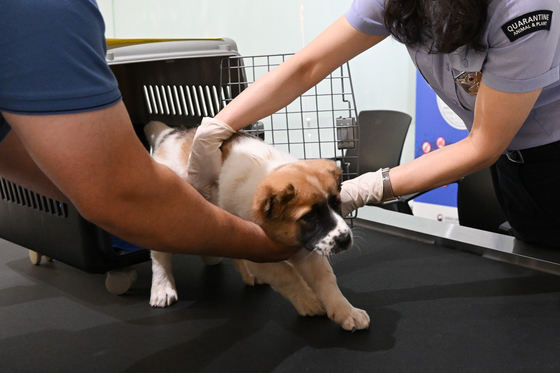 An Alabai puppy gifted by Turkmenistan's leader undergoes quarantine measures with the help of officers at the Korea Customs Service at Incheon International Airport on Tuesday. [PRESIDENTIAL OFFICE] 