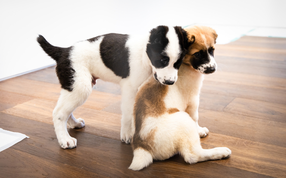 Two Alabai puppies at the presidential residence in Yongsan, central Seoul on Wednesday [PRESIDENTIAL OFFICE]