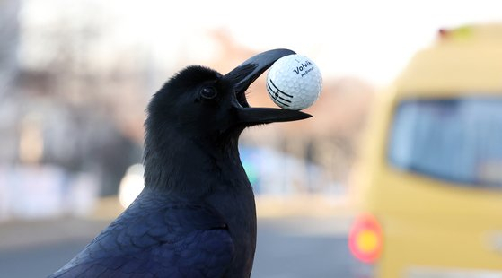 A crow holds a golf ball with its beak in Seocho District, Seoul, on Jan. 16. [NEWS1]