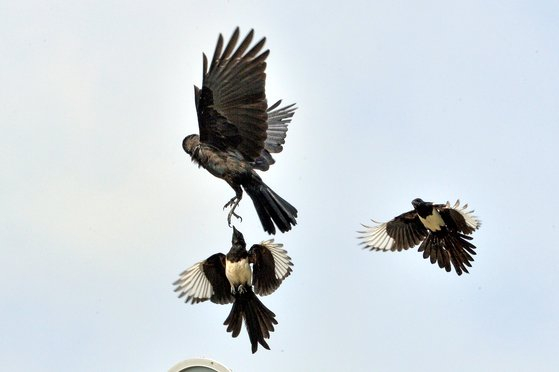 Magpies attack a crow in Pohang, North Gyeongsang, in June 12, 2023. [NEWS1]