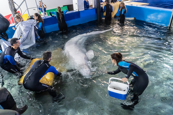 In an image provided via Oceanogràfic de Valencia, two beluga whales rescued from Kharkiv, Ukraine, after being transported to an aquarium in Valencia, Spain, June 19, 2024, after the war in Ukraine significantly affected their chances of survival there. The pair of captive beluga whales were extricated from the besieged city of Kharkiv with help from animal experts around the world. [via Oceanogràfic de Valencia via The New York Times]