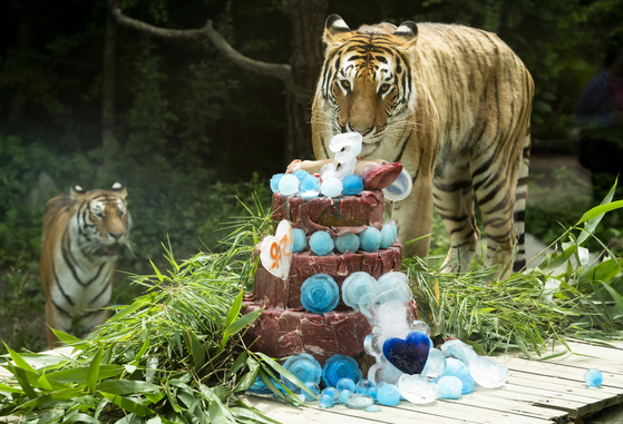 Areum, right, eats the birthday cake celebrating the tigers' third birthday, as Daun watches. [SAMSUNG C&T]