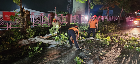 First responders conduct safety measures as trees were toppled on the roads after heavy rainfall hammered the area in Daegu on Saturday. [DAEGU FIRE HEADQUARTERS] 