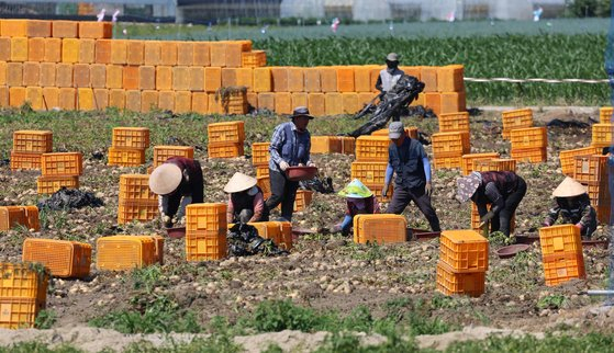 Farmers harvest potatoes in a field in Gangneung, Gangwon, on the morning of June 27 to avoid an afternoon heat wave. [YONHAP]