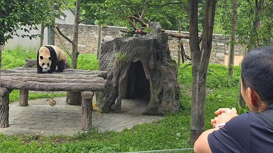 Everland zookeeper Kang Cheol-won meets with famed panda Fu Bao in Wolong, China, on July 4 [SAMSUNG C&T]