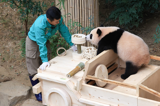 Zookeeper Kang Cheol-won looks at Rui Bao enjoying her birthday present. [SAMSUNG C&T] 