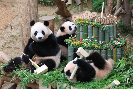 Everland's twin pandas Rui Bao, Hui Bao celebrate 1st birthday